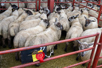 4 First prize pen of Suffolk x Store Lambs